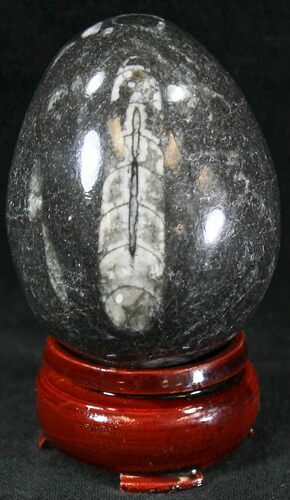 Polished Fossil Orthoceras (Cephalopod) Egg #23526